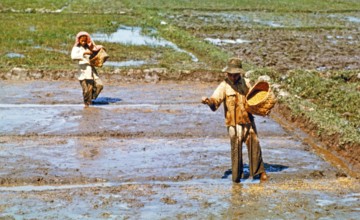 Sowing seeds, traditional labour intensive rice farming in wet paddy field, Malaya, Malaysia, south