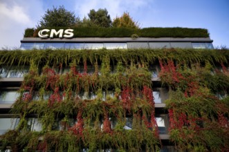 Windows are overgrown, climate-neutral façade greening on the new building, autumn colouring,