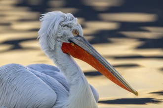 Dalmatian Pelican (Pelecanus crispus), Dalmatian Pelican, swimming, close up, in its plumage, Lake