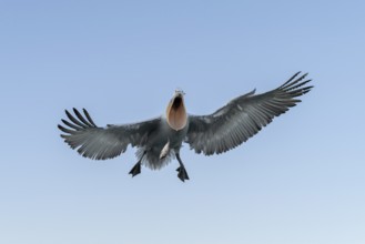 Dalmatian Pelican (Pelecanus crispus), Dalmatian Pelican, flying, Lake Kerkini, Greece