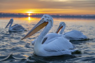 Dalmatian Pelican (Pelecanus crispus), Dalmatian Pelican, swimming at sunrise, Lake Kerkini, Greece