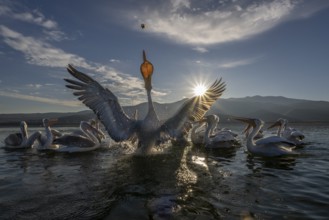 Dalmatian Pelican (Pelecanus crispus), Dalmatian Pelican, fighting for fish, Lake Kerkini, Greece