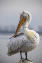 Dalmatian Pelican (Pelecanus crispus), Dalmatian Pelican, standing in plumage, Lake Kerkini, Greece