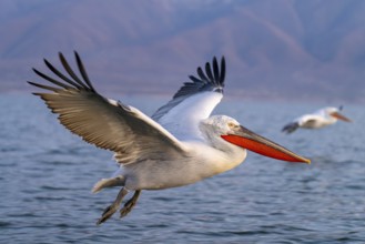 Dalmatian Pelican (Pelecanus crispus), Dalmatian Pelican, flying, in its plumage, Lake Kerkini,