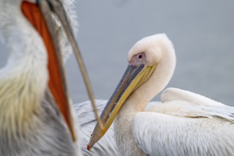 Dalmatian Pelican (Pelecanus crispus), Dalmatian Pelican and Pink Pelican (Pelecanus onocrotalus),