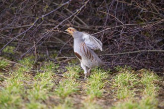 Grey partridge (Perdix perdix) Germany