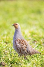 Grey partridge (Perdix perdix) Germany