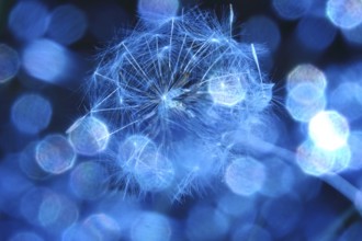 Dandelion, macro photography, summer, Germany