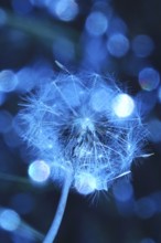 Dandelion, macro photography, summer, Germany