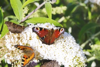Peacock butterfly, summer, Germany
