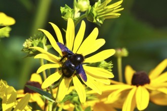 Wood bee on a flower, summer, Germany