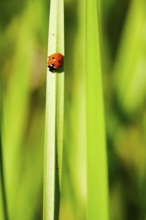 Ladybirds in the garden, summer, Germany