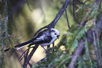 Long-tailed tit in a tree, summer, Germany