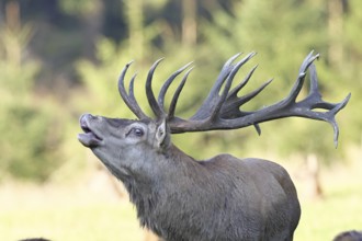 Red deer (Cervus elaphus) during the rutting season, a large stag roaring in a forest clearing,