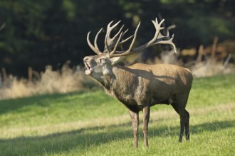 Red deer (Cervus elaphus) during the rutting season, a large stag roaring in a forest clearing,