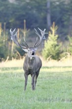 Red deer (Cervus elaphus) during the rutting season, a large stag roaring in a forest clearing,
