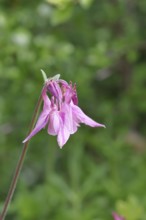 Columbine (Aquilegia vulgaris), pink flower at the edge of a forest, in spring, Wilnsdorf, North