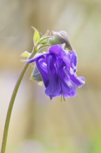 Columbine (Aquilegia vulgaris), blue flower in a meadow, in spring, Wilnsdorf, North