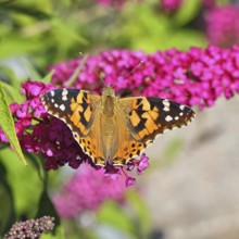 Thistle butterfly (Vanessa cardui) on a Buddleja davidii flower, Wilnsdorf, North Rhine-Westphalia,