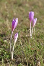 Autumn crocus (Colchicum autumnale), half-opened flowers in a meadow, endangered, protected