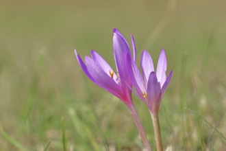 Autumn crocus (Colchicum autumnale), half-opened flowers in a meadow, endangered, protected