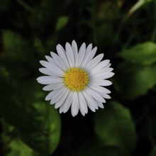 Daisy (Bellis perennis), flower on a lawn in a garden, close-up in front of a black background,