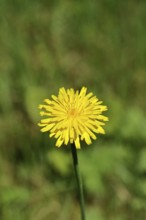 Hieracium lachenalii (Picris hieracioides), hawkweed bitterweed, yellow flower on a rough meadow,