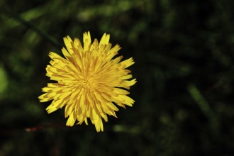Hieracium lachenalii (Picris hieracioides), hawkweed bittercress, yellow flower on a rough meadow,