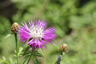 Hieracium lachenalii (Picris hieracioides), hawkweed bitterweed, yellow flower on a rough meadow,