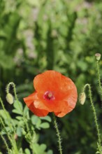 Red poppy (Papaver rhoeas), red flower in a natural garden, Wilnsdorf, North Rhine-Westphalia,