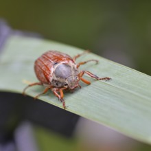 Wood cockchafer (Melolontha hippocastani), male, walking on a leaf of a broad-leaved bulrush (Typha