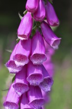 Common foxglove (Digitalis purpurea), flowers, close-up, from the plantain family, highly toxic,