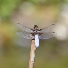 Flat-bellied dragonfly (Libellula depressa), male sitting on a fence top in the garden, close-up,