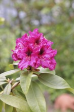 Rhododendron flowers (Rhododendron Homer), red flowers, in a garden, Wilnsdorf, North