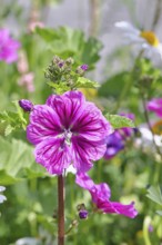 Common mallow (Malva sylvestris), flower in a meadow, medicinal plant, aromatic plant, medicinal