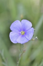 Flax (Linum usitatissimum), blue flower, medicinal plant, Wilnsdorf, North Rhine-Westphalia,