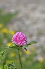 Meadow clover, red clover (Trifolium pratense), flower in a meadow, medicinal herb, Wilnsdorf,