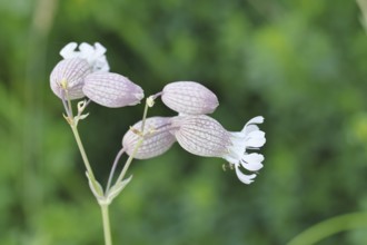 Pigeon's bedstraw or common bedstraw (Silene vulgaris), flower, Wilnsdorf, North Rhine-Westphalia,