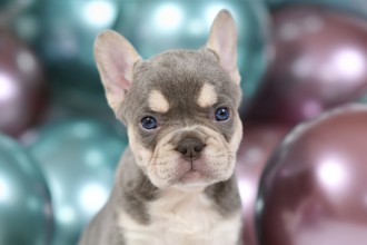 Portrait of 6 weeks young healthy tan French Bulldog dog puppy with husky markings and colorful