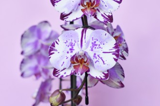 Close up of multi colored purple and white flowers of 'Phalaenopsis Magic Art' orchid on pink