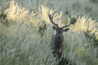 Red deer (Cervus elaphus) rutting stag in hoarfrost, with wire netting in left antler bar, moving