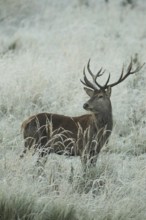 Red deer (Cervus elaphus) rutting deer in hoarfrost, secured in tall grass, Allgäu, Bavaria,