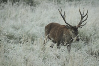 Red deer (Cervus elaphus) rutting deer in hoarfrost, moving through the tall grass, Allgäu,
