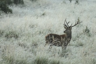 Red deer (Cervus elaphus) rutting deer in hoarfrost, secured in tall grass, Allgäu, Bavaria,