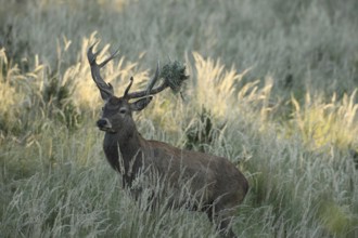 Red deer (Cervus elaphus) rutting stag with wire in left antler rod, secured in high grass, Allgäu,