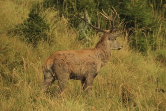 Red deer (Cervus elaphus) rutting stag with wire in left antler bar, in tall grass in the evening