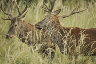 Red deer (Cervus elaphus) rutting deer, the left one with wire in left antler bar, being licked by
