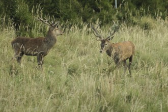 Red deer (Cervus elaphus) rutting deer in tall grass, the right one with wire mesh in left antler