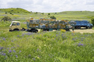 A lorry with a trailer full of beehives stands on a flowering meadow in hilly surroundings,