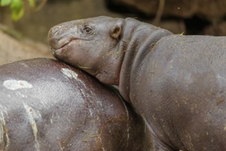 A female pygmy hippopotamus (Choeropsis liberiensis) stands next to its mother. Liberia, West